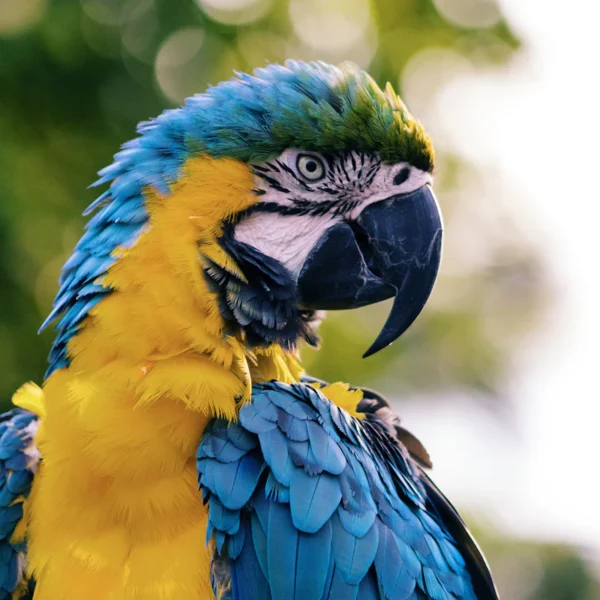 Bird Swing & Perch Kit — Pet Supplies at Gallen Shop