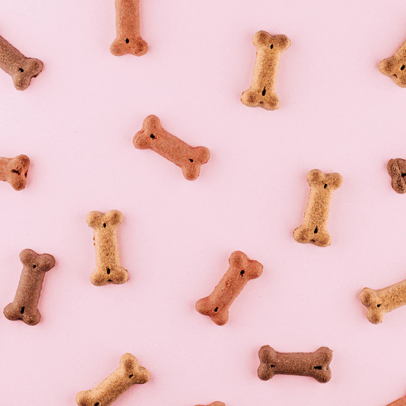 Durable Rubber Chew Bone β Pet Supplies at Gallen Shop