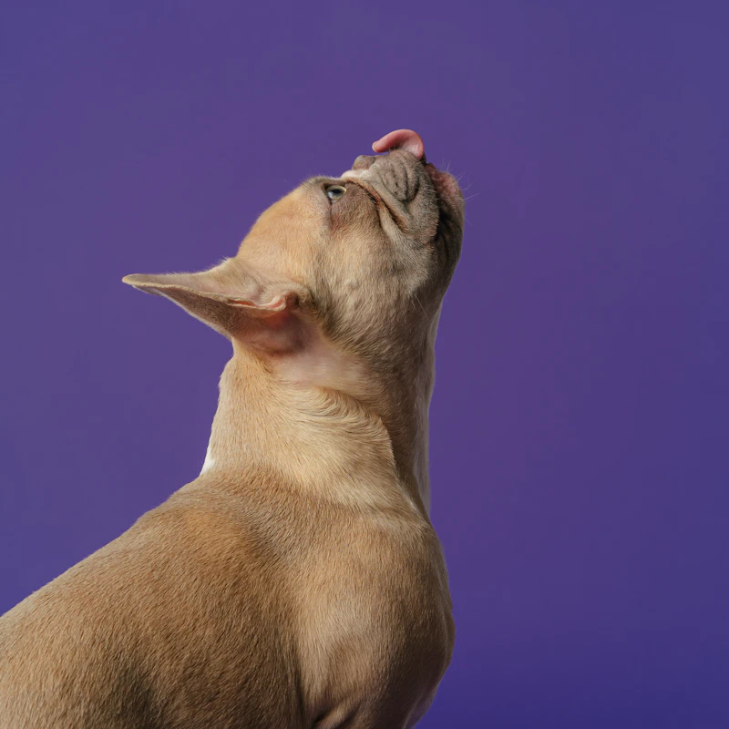 Grain-Free Dry Dog Food 12 lb β Pet Supplies at Gallen Shop