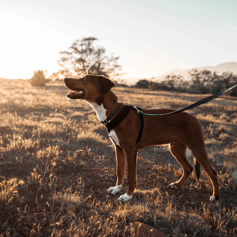 No-Pull Harness & Leash Set β Pet Supplies at Gallen Shop