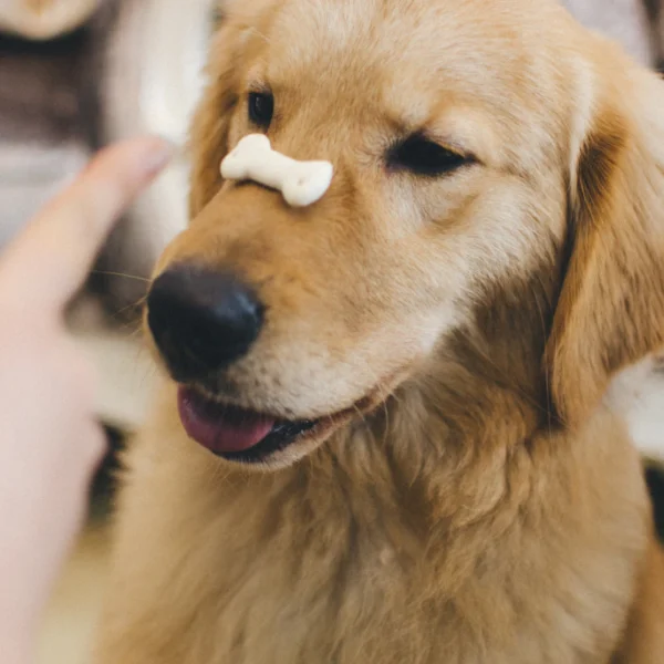 Peanut Butter Training Bites — Pet Supplies at Gallen Shop