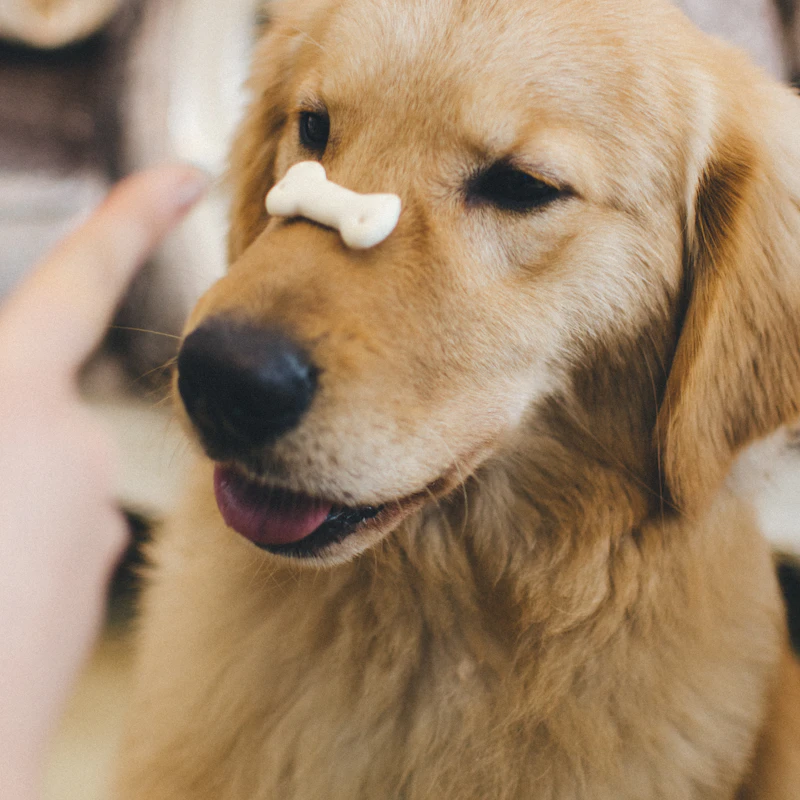 Peanut Butter Training Bites β Pet Supplies at Gallen Shop