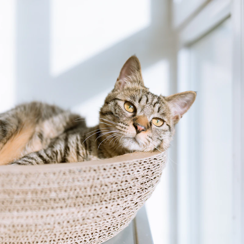 Plush Cat Cave Bed β Pet Supplies at Gallen Shop