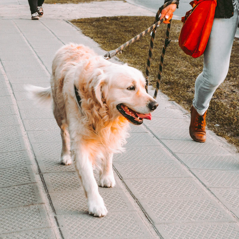 Reflective Dog Leash 6 ft β Pet Supplies at Gallen Shop