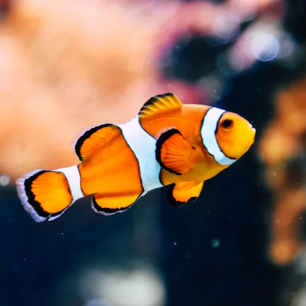Starter Aquarium Kit 10 Gal — Pet Supplies at Gallen Shop